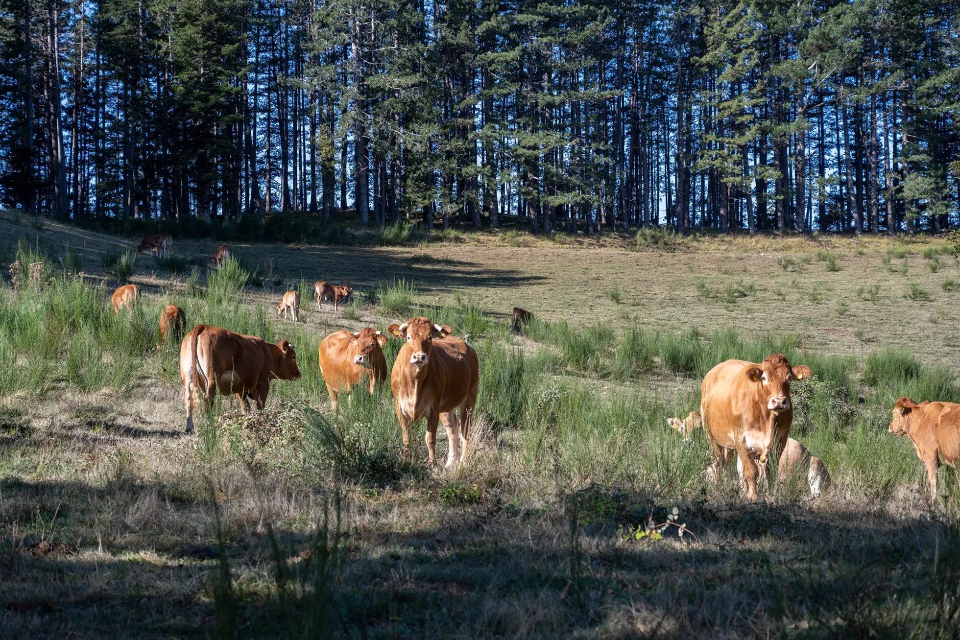 Cheesemaking experiences