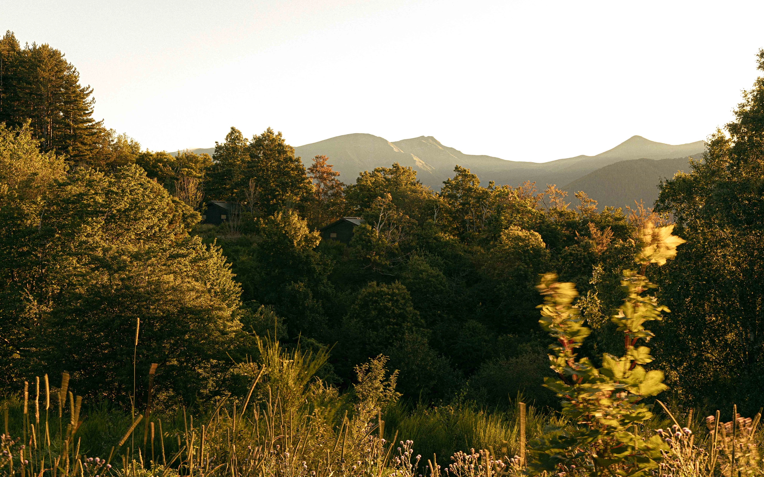 Respirare il Bosco