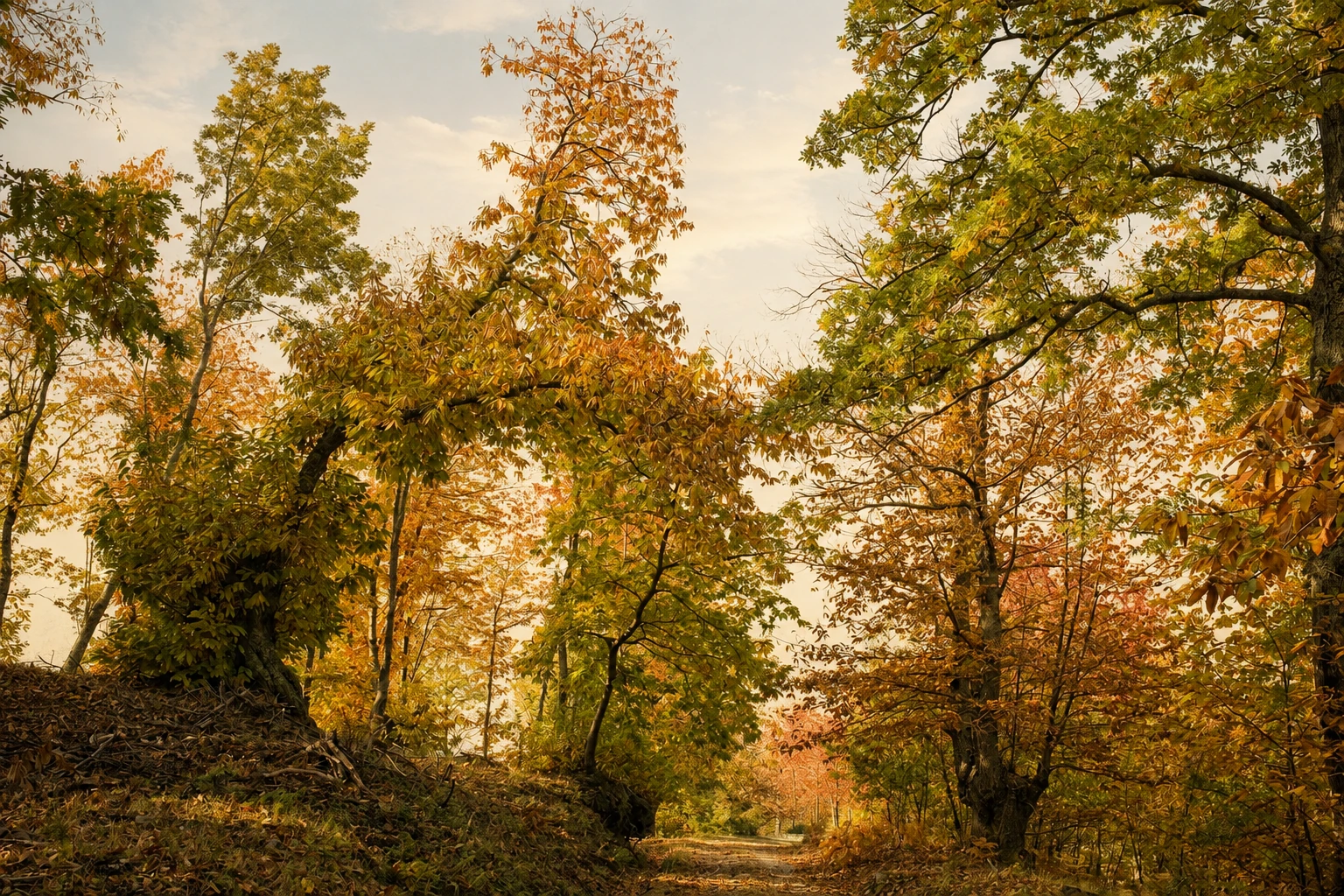 Respirare il Bosco