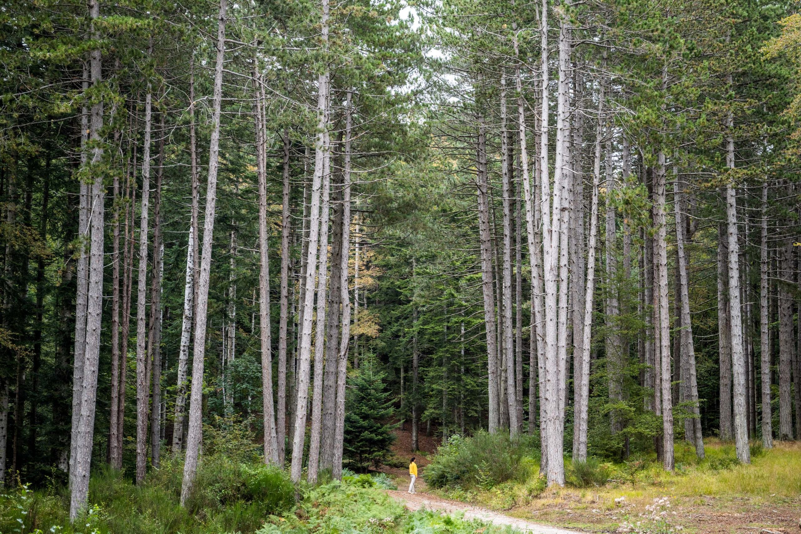 003_Oasy_DSC1350